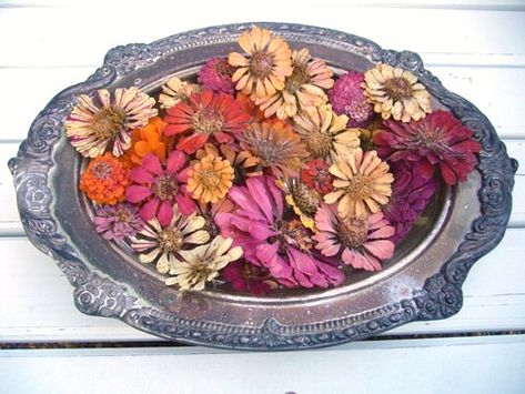 Drying Zinnias, Dried Wreath, Pressed Flower Crafts, Zinnia Flowers, Dried And Pressed Flowers, Flower Frog, Seed Starting, Excuse Me, How To Preserve Flowers