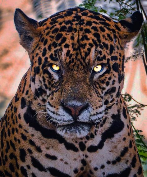 𝙏𝙝𝙚 𝘽𝙞𝙜 𝘾𝙝𝙞𝙚𝙛 𝙅𝙖𝙜𝙪𝙖𝙧 Jaguar Laying Down, Big Cats Aesthetic, Jaguar Reference, Jaguar Face, Jaguar Wallpaper, Tiger World, Big Cats Photography, Big Chief, Jaguar Animal