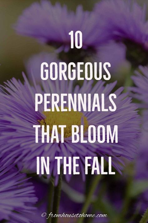 Perennials and shrubs that bloom in the fall are a great way to add color your garden after summer is over. Find out which plants will grow in shade or full sun to fit the needs of your yard. #fromhousetohome #fall #gardening #gardenideas #garde  #fallflowers Plants For Fall, Fall Flowers Garden, Fall Perennials, Fall Gardening, Full Sun Plants, Best Perennials, Perennial Shrubs, Landscape Beautiful, Best Plants