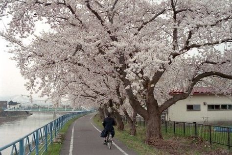 Dreamy Photography, Field Of Dreams, Japan Aesthetic, Aesthetic Japan, Korea Travel, Epiphany, Spring Day, Pretty Places, Nature Animals