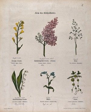 July Flowers, Types Of Herbs, Wellcome Collection, Image Paper, Flowering Plants, All About Plants, Download Free Images, Purple Flower, Botany