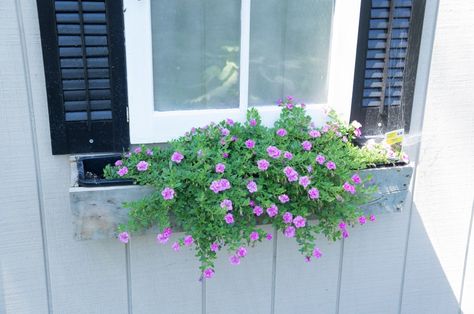 Pallet Flower Box, Old Wood Windows, Vertical Herb Gardens, Wave Petunias, Faux Window, Porch Planters, Window Box Flowers, Old Shutters, Window Planter Boxes