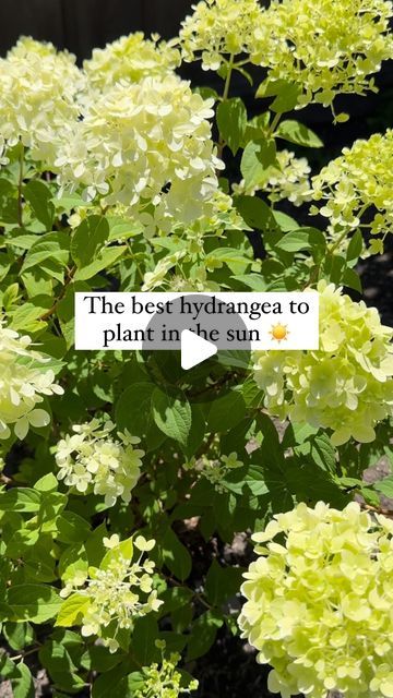 Laura Lombardi | Weekend Gardener on Instagram: "Can you guess which type of hydrangea is best for your full sun space? 👀 ☀️

I know hydrangeas have a reputation for being “shade plants” but there’s actually a variety for almost any type of sun you get on your property. ⛅️☀️

One mistake I see beginner gardeners making all the time is assuming that all hydrangeas can be treated equally. 🌸

Not the case! ⚠️

Some varieties actually need more sun to bloom, while others prefer shade. ☀️

Here’s your cheatsheet to picking the right hydrangea for the amount of sun on your property (you’re going to want to SAVE this!) ⬇️

Best for full sun areas: 
🌸 Panicle hydrangeas! (the most sun tolerant type). Common varieties include limelights, fire light, pinky winky, bobo and quick fire.

This is one Sun Space, Types Of Hydrangeas, One Mistake, Panicle Hydrangea, What Questions, Laura Lombardi, Ruby Slippers, Shade Plants, Gardening For Beginners