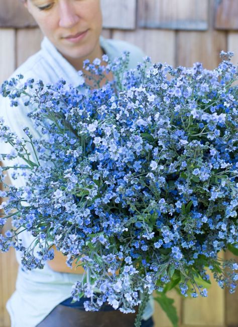 Wedding Bouquet Forget Me Nots, Gorgeous Plants, Forget Me Not Blue, Blue Porcelain, Cut Flower Garden, Plant Spacing, Forget Me Nots, Classy Wedding, Diy Plants