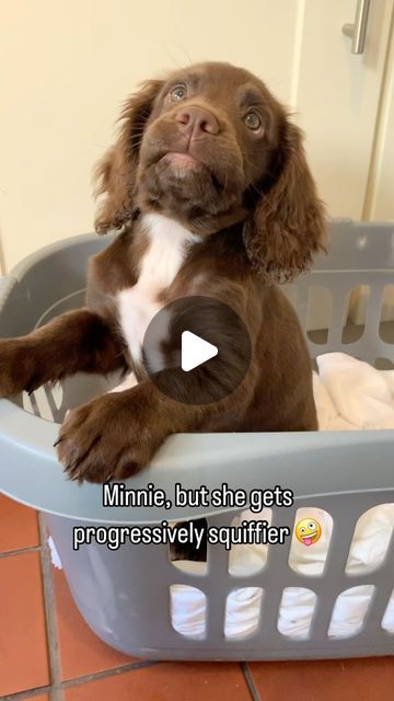 Vet Stuff And Spaniels on Instagram: "Squiffy Minnie 🤪

#squiffylip #squiffyspaniel #cockerspaniel #cockerclub #cockerworld #cockerdream #cockerspanielsofinstagram #workingcockerspaniel #sprockerspaniel #sprockerspanielsofinstagram" Sprocker Spaniel, Working Cocker, Cocker Spaniel, Spaniel, On Instagram, Instagram