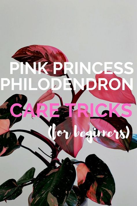 The Pink Princess Philodendron is one of the most unique house plants out there, but it can also be one of the trickiest house plants to grow. Learn how to care for a pink princess philodendron here. #indoorgarden #indoorgardening #gardening Fall Gardening Ideas, Fall Container Plants, Indoor Plant Care Guide, Plants With Pink Flowers, Pink Princess Philodendron, Philodendron Care, Princess Philodendron, Ideas Garden Design, Plants In Jars