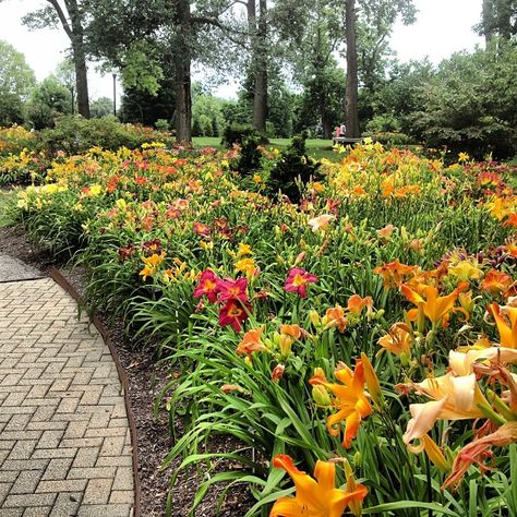 The Daylily Gardens feature over 800 varieties of this lovely perennial. Day Lilies Landscaping, Daylily Landscaping, Angelonia Flower, Lilly Garden, Franklin Park Conservatory, Daylily Garden, Day Lily, Lily Garden, Planting Ideas