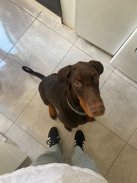 Brown Doberman Aesthetic, Dobber Man Dog Aesthetic, Brown Doberman Puppy, Doberman Brown, Dobber Man, European Doberman Pinscher, Doberman Aesthetic, Brown Doberman, Adidas Jeans