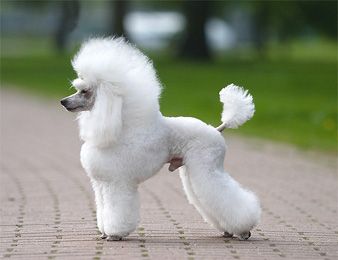 Toy Poodle Haircuts | Parti Poodle in Cuts and Clips: Lamb, European Puppy, English Saddle Miniature Poodle Haircuts, Micro Poodle, Toy Poodle Haircut, Poodle Haircut Styles, Small Poodle, Parti Poodle, Poodle Haircut, Dog Grooming Styles, Poodle Cuts