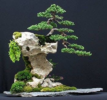 Bonsai On The Rock, Beginner Bonsai, Buy Bonsai Tree, Bonsai Tree Types, Bonsai Care, Bonsai Tree Care, Indoor Bonsai Tree, Juniper Bonsai, Indoor Bonsai