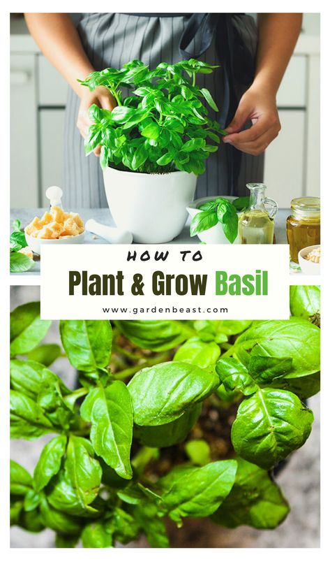 Basil Care, Basil Plant Care, Grow Basil Indoors, Growing Basil Indoors, Basil Garden, Grow Basil, Harvesting Basil, Indoor Vegetables, Outdoor Herb Garden