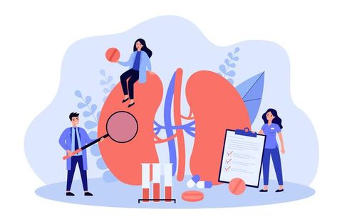 Human Kidney, Kidney Damage, Health Teacher, Healthy Kidneys, Human Body Parts, Heart Illustration, Flat Illustration, Pediatrics, Cartoon Styles