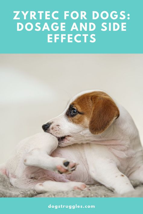 Zyrtec with the active ingredient cetirizine is an antihistamine used to treat dermatitis, a condition which causes a dog’s skin to become itchy. Zyrtec is widely tolerated by dogs and has relatively few side effects.  #dog #dogs #puppies #medicine #allergy #zyrtec #dermatitis #skin #allergic #itchiness #infection #solution #histamine #scratch Zyrtec For Dogs, Allergy Medicine For Dogs, Itch Relief Skin, Dog Skin Allergies, Itchy Dog, Medication For Dogs, Dog Wellness, Healthy Dog Treats Homemade, Dog Treats Homemade