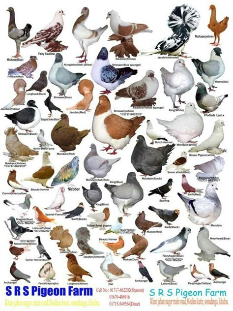 Pigeons Around The World                                                                                                                                                                                 More Types Of Pigeons, Pet Tattoo Ideas, Pet Pigeon, Pigeon Pictures, Homing Pigeons, Pigeon Breeds, Dove Pigeon, Pigeon Bird, Pet Drawing