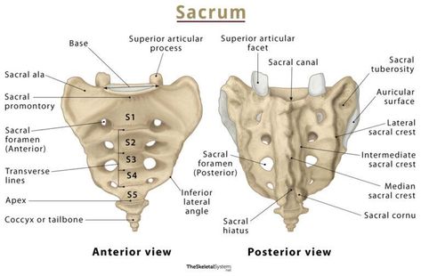 Sacrum - Anatomy, Location, Functions, & Labeled Diagram Sacrum Anatomy, Human Body Science Projects, Physio Therapy, Anatomy Lab, Pelvis Anatomy, Axial Skeleton, Learn Biology, Body Science, Human Body Science