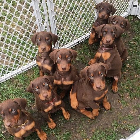 Doberman Puppy Red, Perro Doberman Pinscher, Red Doberman Pinscher, Blue Doberman, Doberman Pinscher Puppy, Doberman Love, Puppy Grooming, Doberman Pinscher Dog, Dog School