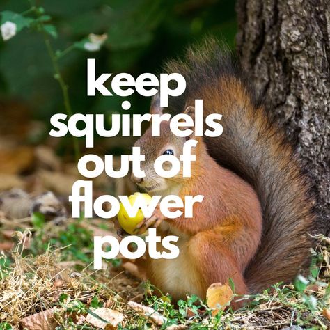 how to keep squirrels out of flower pots Keeping Squirrels Out Of Flower Pots, How To Keep Squirrels Out Of Flower Pots, Squirrel Repellant, Flower Pot Design, Annual Flowers, Flowers For You, Pot Designs, Bird Seed, Hanging Flowers