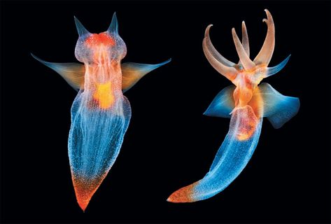 Sea Organisms, Sea Butterfly, Cool Sea Creatures, Sea Angel, Alien Character, Deep Sea Creatures, Sea Slug, Up Close And Personal, Pretty Animals