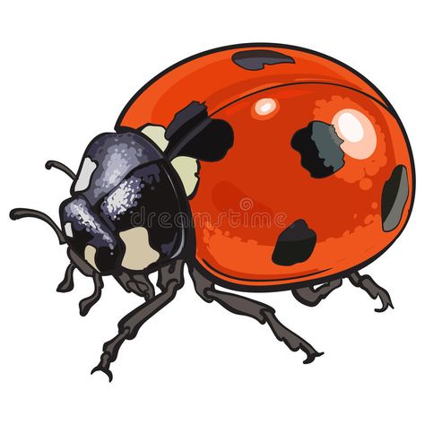 Red Ladybug, Ladybird With Black Spots, Isolated Sketch Style ... Sketch, High Quality, Red, Black