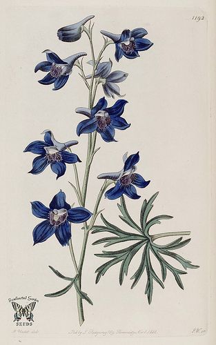 Menzies' Larkspur. Delphinium menziesii. Violet, wavy-edged flowers are ruffled and veined. Tuberous perennial 1.5-2 feet tall. The Botanical Register vol. 14 (1828) Delphinium Tattoo, Larkspur Flower Tattoos, Delphinium Grandiflorum, Larkspur Tattoo, Larkspur Flower, July Birth Flower, Birth Flower Tattoos, Disney Tattoo, Illustration Botanique