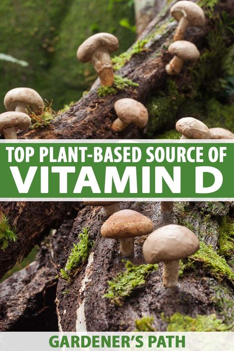 Vitamin D deficiency is common, especially for those who live in areas with long, dark winters. Aside from the sun, we can obtain this essential nutrient through our diet and even grow a top plant-based source at home. Learn more about vitamin D and how it helps our bodies now on Gardener's Path. #vitamind #gardenerspath Herbal Vitamins, Vitamin D Foods, Vegan Vitamins, Natural Healing Remedies, Growing Plants Indoors, Herbs For Health, Daily Vitamins, Homeopathic Remedies, Natural Health Remedies