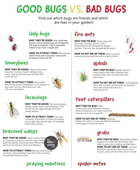 Good Bugs and Bad Bugs in a Garden - The Little Shine Tent Caterpillars, Harmful Insects, Bad Bugs, Lady Beetle, Fire Ants, Garden Bugs, Spider Mites, Insecticidal Soap, Environmental Studies