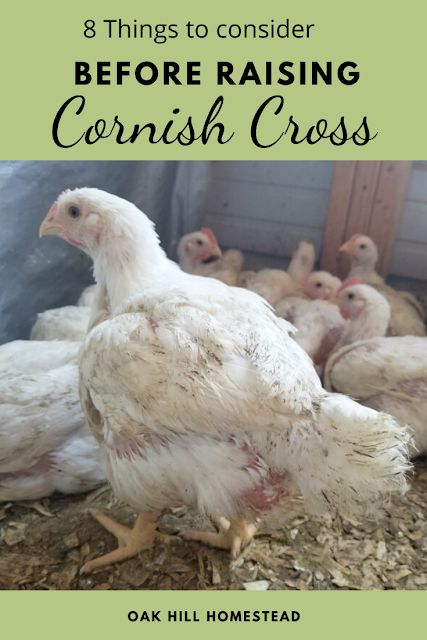 Are you thinking about raising meat birds? Here are 8 things you need to think about before you decide to raise Cornish Cross chickens for the freezer. Chickens Homestead, Raising Meat Chickens, Raising Turkeys, Small Farming, Baby Chicks Raising, Meat Birds, Day Old Chicks, Raising Chicks, Vegetarian Nutrition