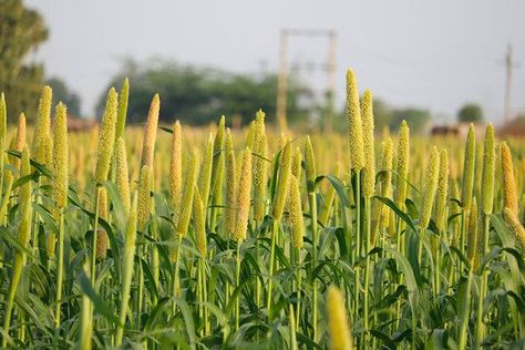 Millet Plant, Pearl Millet, Whole Grains, Millet, Agriculture, The Family, Disease, Herbs, India