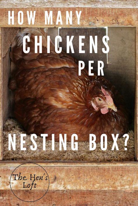 How many nesting boxes do you need for your chickens? This article from thehensloft.com goes over the requirements for chicken nesting boxes, including how many chickens per nesting box, what kind of bedding to use as well as what to look for in a good nesting box. Raising chickens is fun and having egg laying chickens can be rewarding, but you need to make sure you have the right number of nesting boxes first. #raisingchickens #backyardchickens #homesteading #thehensloft Milk Crate Nesting Boxes, Crate Nesting Boxes, Diy Chicken Nesting Boxes, Nesting Boxes For Chickens, Chicken Laying Boxes, Small Chicken Breeds, Chicken Facts, Chicken Boxes, Laying Chickens