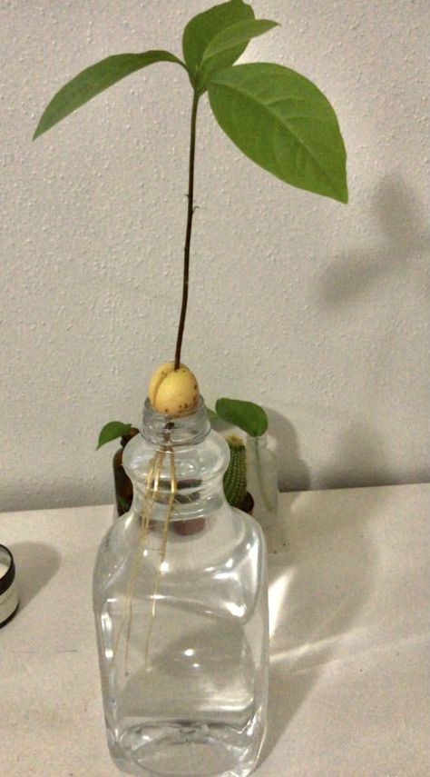 Avocado Tree, Plant Mom, Vase, Plants, Home Decor