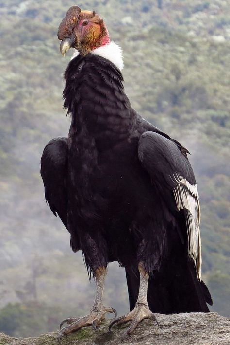 Andean Condor, List Of Birds, Evil Demons, Arte Alien, Travel Inspiration Destinations, Friends Hot, Wild Dogs, Hyena, Endangered Species