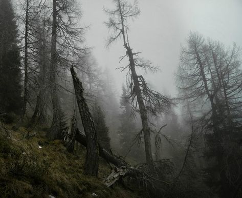 Frozen Scenes, Dark Naturalism, Foggy Forest, Dark Cottagecore, Science Project, Deep Forest, Six Feet Under, Dark Forest, Nature Aesthetic