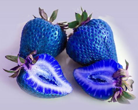 Blue strawberries...genetically modified? most definitely... Image Bleu, Blue Strawberry, Strawberry Seed, Plantas Bonsai, Blue Fruits, Blue Food, Fruit Seeds, Beautiful Fruits, Strawberry Fruit