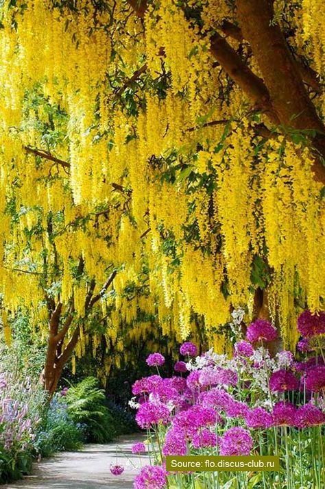 10 World’s Most Stunning Flowering Tree Displays 49 Most Beautiful Trees In The World, Beautiful Tree Photography, Trees With Flowers, Most Beautiful Trees, Unusual Trees, Spring Blooming Trees, Spring Flowering Trees, Flower Trees, Horse Chestnut Trees