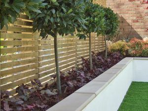 Horizontal slatted fence and topiary bay trees under planted with heuchera Scandi Garden, Modern Planting, Slatted Fence, Bay Trees, Contemporary Gardens, Planting Schemes, Backyard Trees, Bay Tree, Backyard Garden Landscape