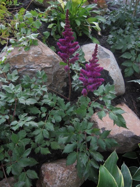 Shade Rock Garden, Part Shade Garden, Shade Landscape, Shade Garden Ideas, Rock Landscaping Ideas Backyard, Part Shade Plants, Plants For Shade, Shade Landscaping, Shade Garden Design