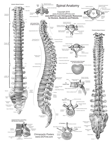 Free Printable Reflexology Charts | Anatomy and Health Charts Free Printable PDF Files Anatomi Dan Fisiologi, Spinal Cord Anatomy, Human Anatomy Chart, Vertebral Column, Human Spine, Health Chart, Reflexology Chart, Yoga Anatomy, Human Body Anatomy