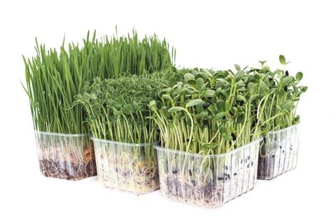 Organic Wheatgrass, Pea and Sunflower Punnet Selection from wheatgrass-uk.com Microgreen Packaging, Grow Station, Microgreens Garden, Vegetable Packaging, Grow House, Micro Garden, Sprouted Grains, Growing Microgreens, Veggie Patch