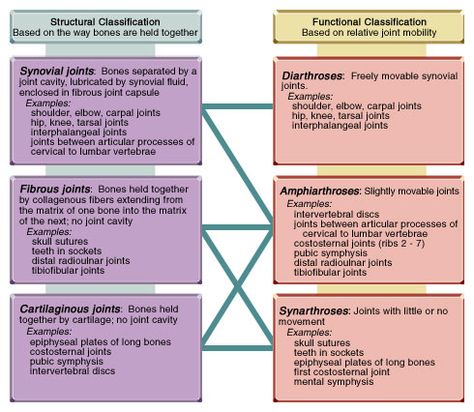 Radiography Student, Joints Anatomy, Radiology Student, Radiology Imaging, Synovial Fluid, Medical Student Study, Nursing School Tips, Medical School Studying, Lectures Notes