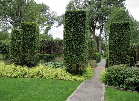 At gardener Silas Mountier’s home, “imposing hornbeam uprights create tall drama above the shorn arcs of boxwood and cherry laurel hedges, on either side of an undeviating bluestone path,” writes contributor Marie Viljoen. See more at Garden Visit: At Home with Silas Mountsier in New Jersey. Photograph by Marie Viljoen. Cherry Laurel Hedge, Laurel Shrub, Cherry Laurel, Laurel Hedge, Bay Tree, Redbud Tree, Easy Landscaping, Planting Shrubs, Garden Shrubs