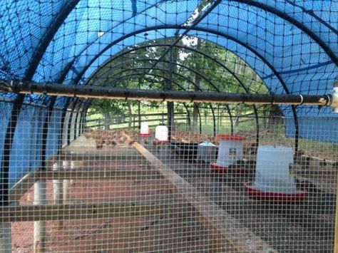 quail pens Aviary Greenhouse, Quail Flight Pen, Quail Keeping, Quail Raising, Quail Farm, Quail Farming, Quail Pen, Bird Dog Training, Quail House