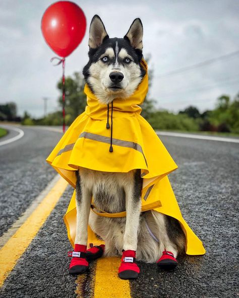 1,682 Likes, 169 Comments - Kyzer the Husky (@kyzerthehusky) on Instagram: “When someone says “you drink too much pumpkin spice” and you realize you don’t need that negativity…” Husky Costume, Halloween Dog Costume, Cute Dog Costumes, Dog Contest, Baby Huskies, Animal Photoshoot, Competition Winner, It Pennywise, Dog Obsessed