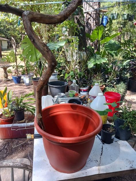 Tips & Tricks For Monstera Happiness | Here's a post on how to repot your monstera while adding a climbing pole | Facebook Monstera Pole, Monstera Climbing, Monstera Support, Patio Gardening, Screw It, Tips Tricks, The Plant, Patio Garden, Climbing