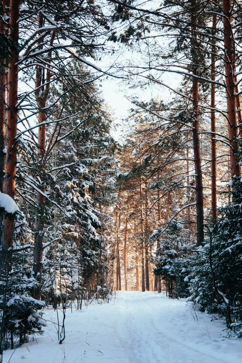 Winter Screensavers Wallpapers, Winter Forest Aesthetic, Winter Screensavers, Winter Forest Wallpaper, France Beach, Winter Backdrops, Screen Savers Wallpapers, Forest Background, Forest Photos