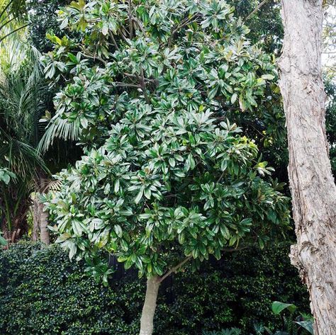 5 fast growing shade trees Australia Feature Trees Front Yard Australia, Screening Trees Australia, Evergreen Trees Australia, Screening Plants Australia, Fast Growing Shade Trees, Sydney Gardens, Garden Privacy, Fast Growing Trees, Australian Garden