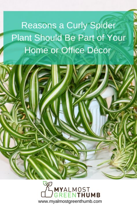 Curly Spider Plant, Spider Plant Care, Airplane Plant, Web Stories, Easy Plants To Grow, Spider Plant, Liquid Fertilizer, Spider Plants, Easy Plants