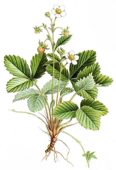 Fragaria Vesca -Family Rosaceae - Common Names - Wild Strawberry, Alpine Strawberry, Fraise des Bois. Wild Strawberry Botanical Illustration, Strawberry Leaves Drawing, Strawberry Botanical Illustration, Strawberry Botanical, Fragaria Vesca, Alpine Strawberry, Strawberry Plant, Botanical Sketchbook, Strawberry Art