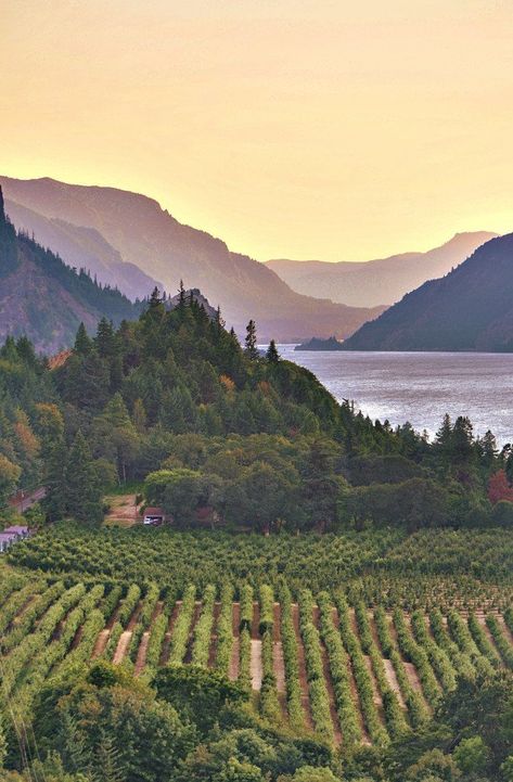 These 10 Towns In Oregon Have The Most Breathtaking Scenery Nature Places, Oregon Life, Scenic Places, Explore Oregon, Columbia Gorge, Oregon Road Trip, Painting Series, Hood River, Oregon Trail