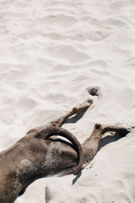 Bull Arab Dog, Warm Background, Sand Background, Weimaraner Puppies, Summer Shoot, Dog Sleeping, Sleeping Animals, Dog Selfie, Warm Beige