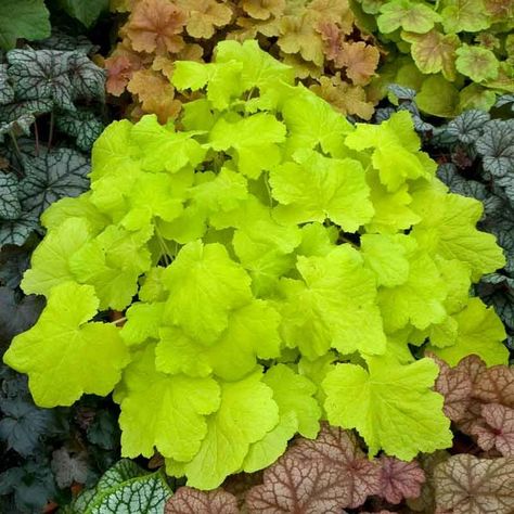 Coral Bells Heuchera, Easy Perennials, Plantain Lily, Coral Bells, Perennial Border, Hummingbird Garden, 10 Count, Pink And White Flowers, Plant Combinations